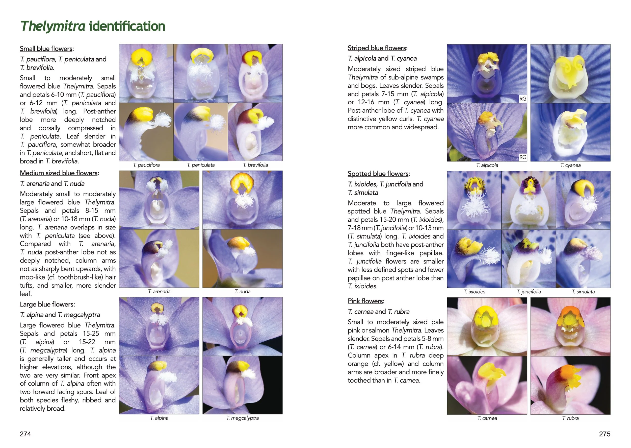 Orchids of the Southern Tablelands — TOBIAS HAYASHI